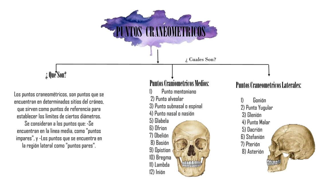 Puntos craneométricos