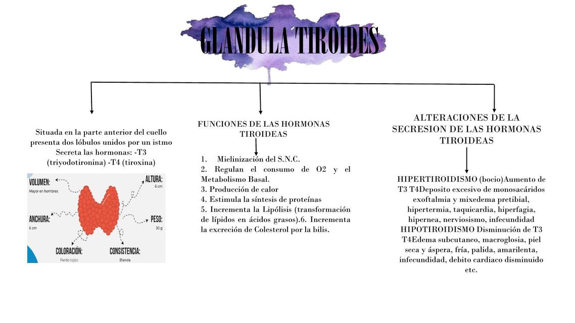 Funciones de la glandula Tiroides