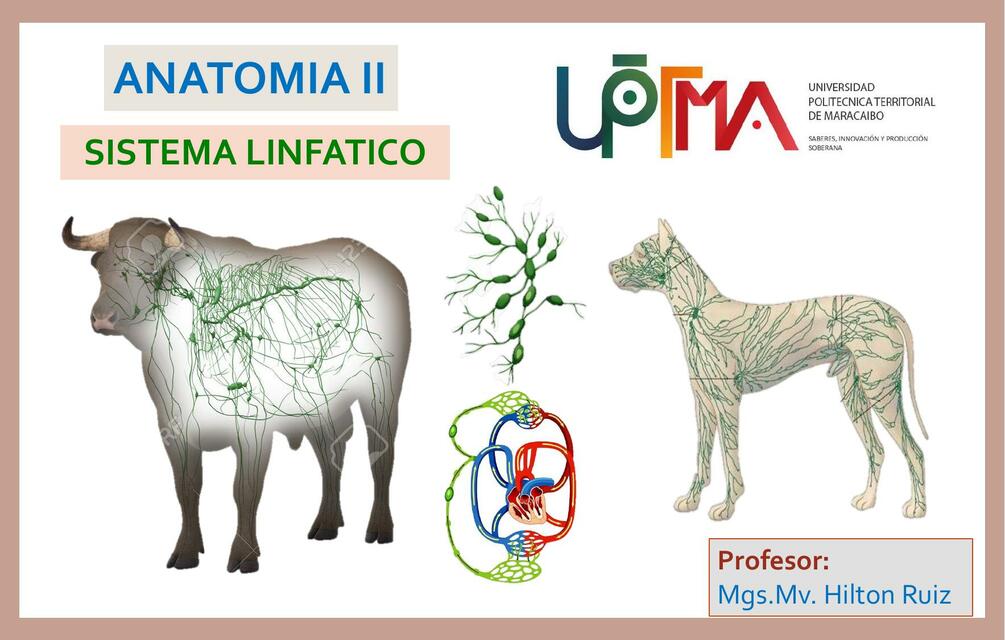 Sistema linfatico