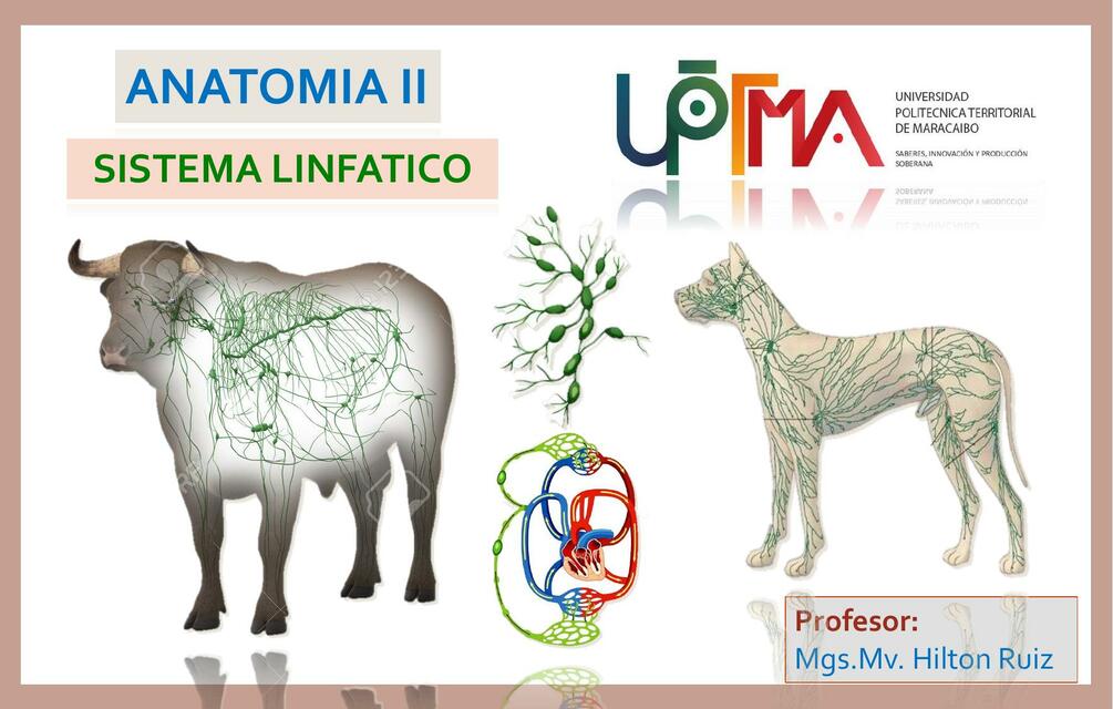 Sistema linfatico