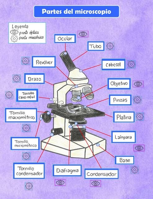 Partes del microscopio