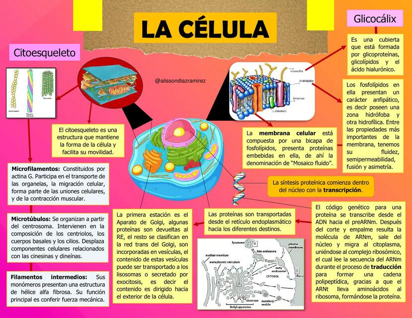 LA CÉLULA