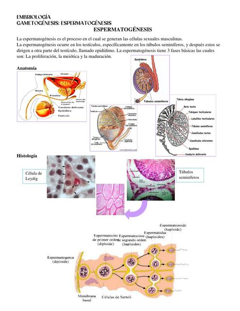 Espermatogenesis 