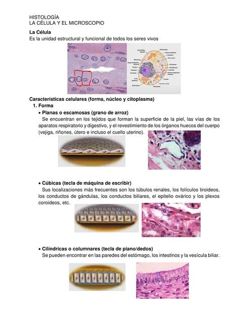 LA CÉLULA Y EL MICROSCOPIO PRÁCTICA 1