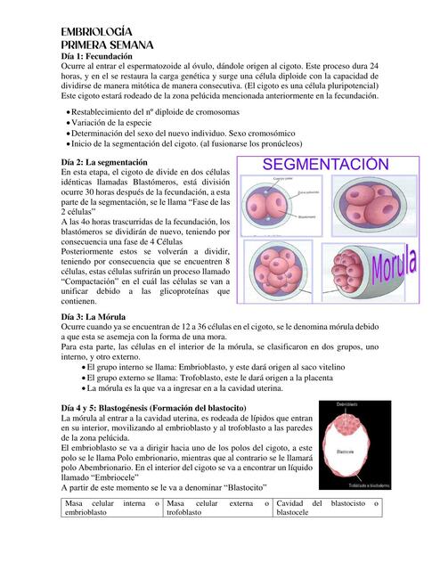 Embriologia primera semana 