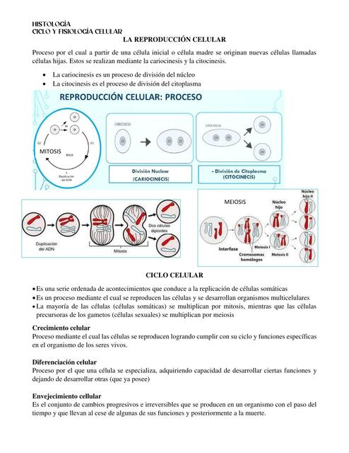 Ciclo y fisiologia celular 