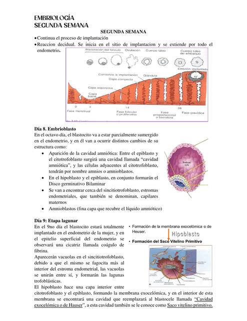 Embriologia segunda semana 