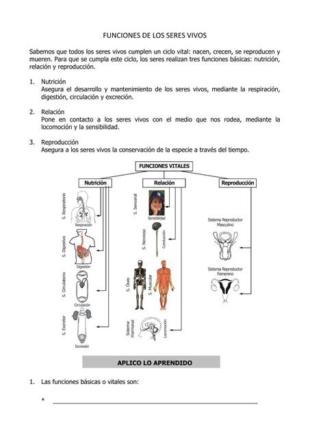 Funciones de los sere vivos 