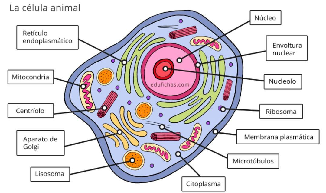 La célula animal 