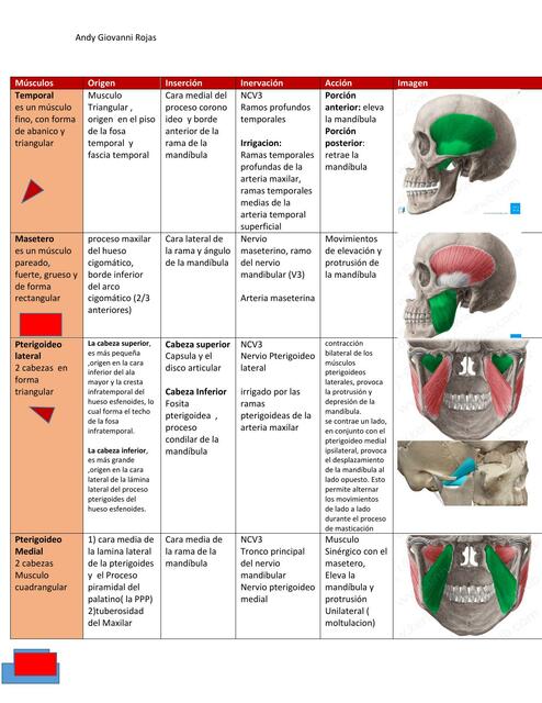 Musculos de la Masticación 