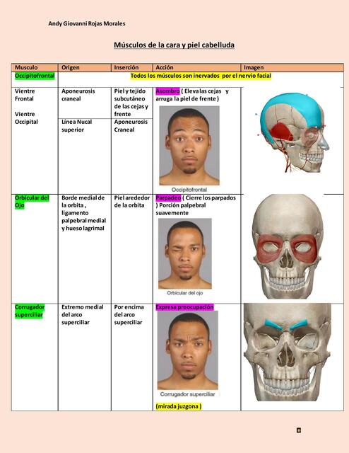 Músculos de la cara y piel cabelluda 