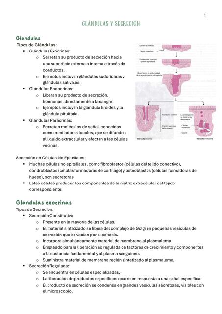 Glándulas y secreción   