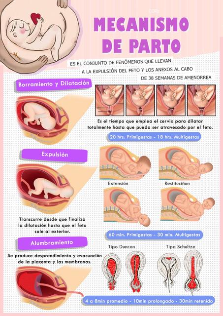 Mecanismo De Trabajo De Parto Parto La Salud De La Mu 4561