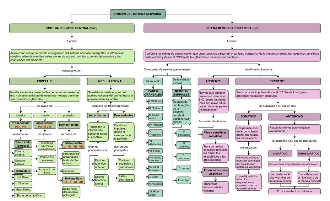 Mapa de devision sistema nervioso 