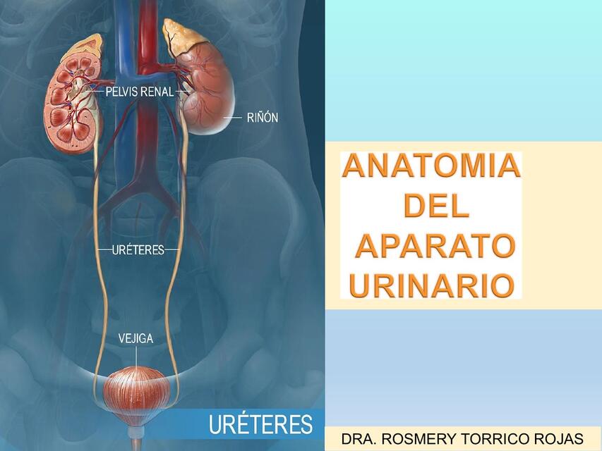 Anatomía del aparato urinario   