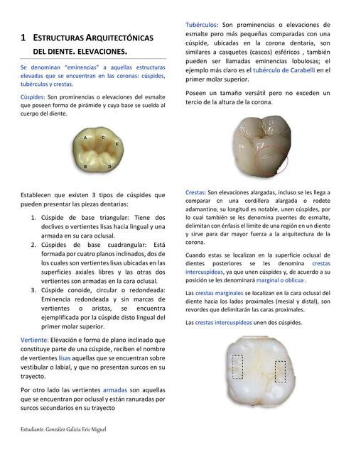 Estructuras Arquitectónicas Dentales, Elevaciones