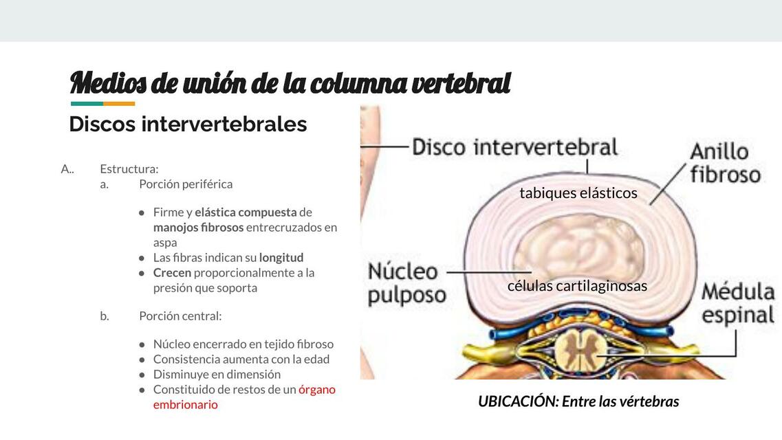 Medios de Unión de la Columna Vertebral 