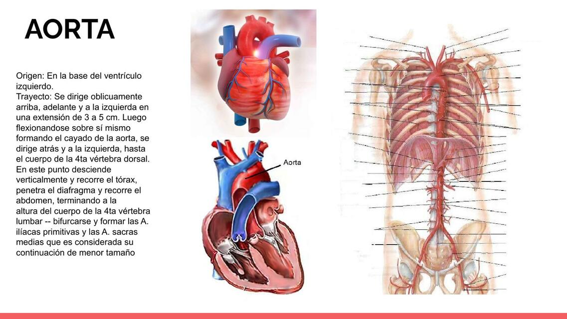 Aorta 