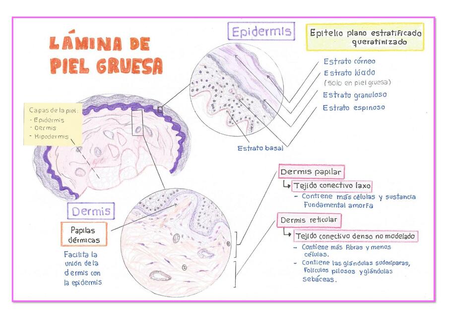 Tejido conjuntivo y adiposo