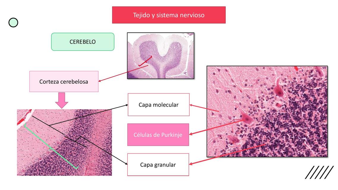 Tejido y Sistema Nervioso