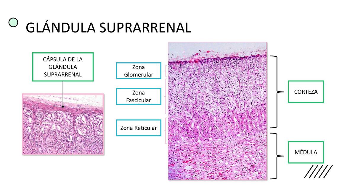 Sistema Endocrino