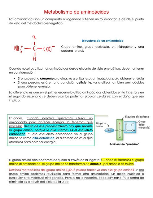 Metabolismo de Aminoácidos