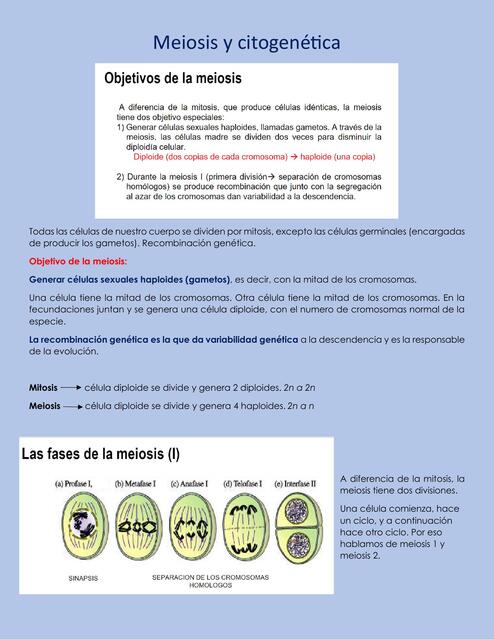 Meiosis y citogenética