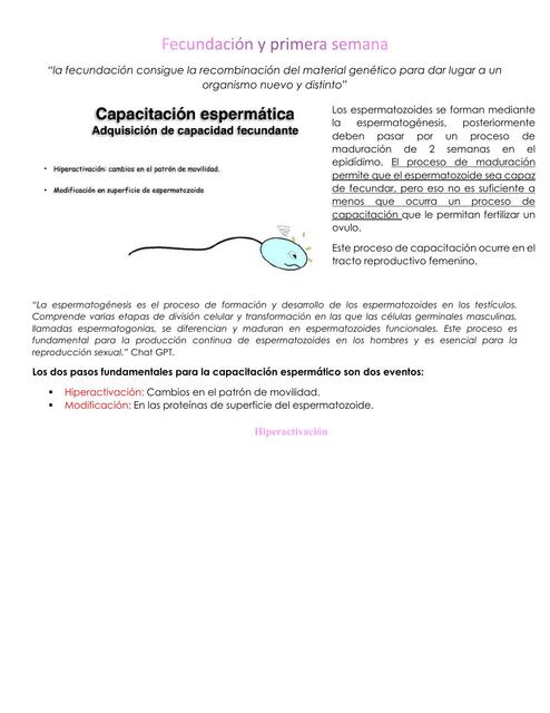 Fecundación y primera semana