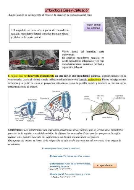 Embriología Ósea y Osificación 