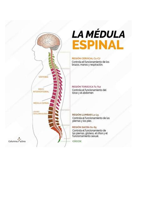 La Médula Espinal 