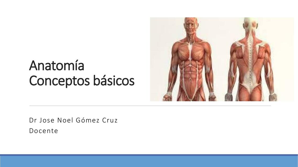 Anatomía Conceptos Básicos