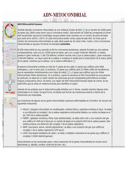 ADN MITOCONDRIAL