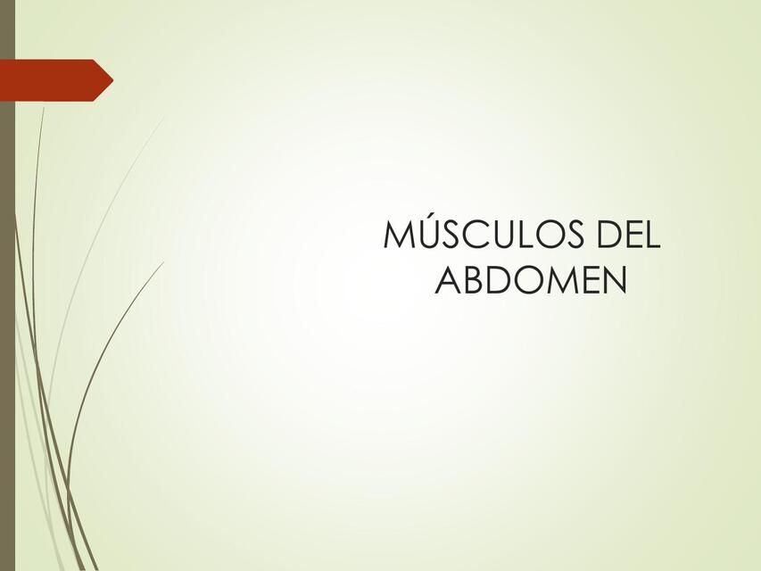 Músculos del abdomen 