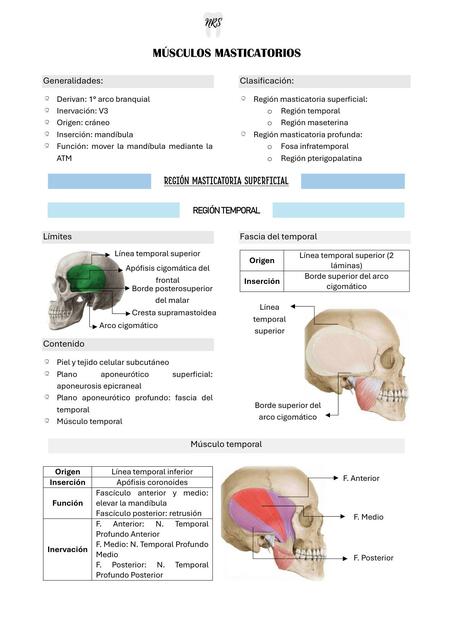 Músculos de la masticación