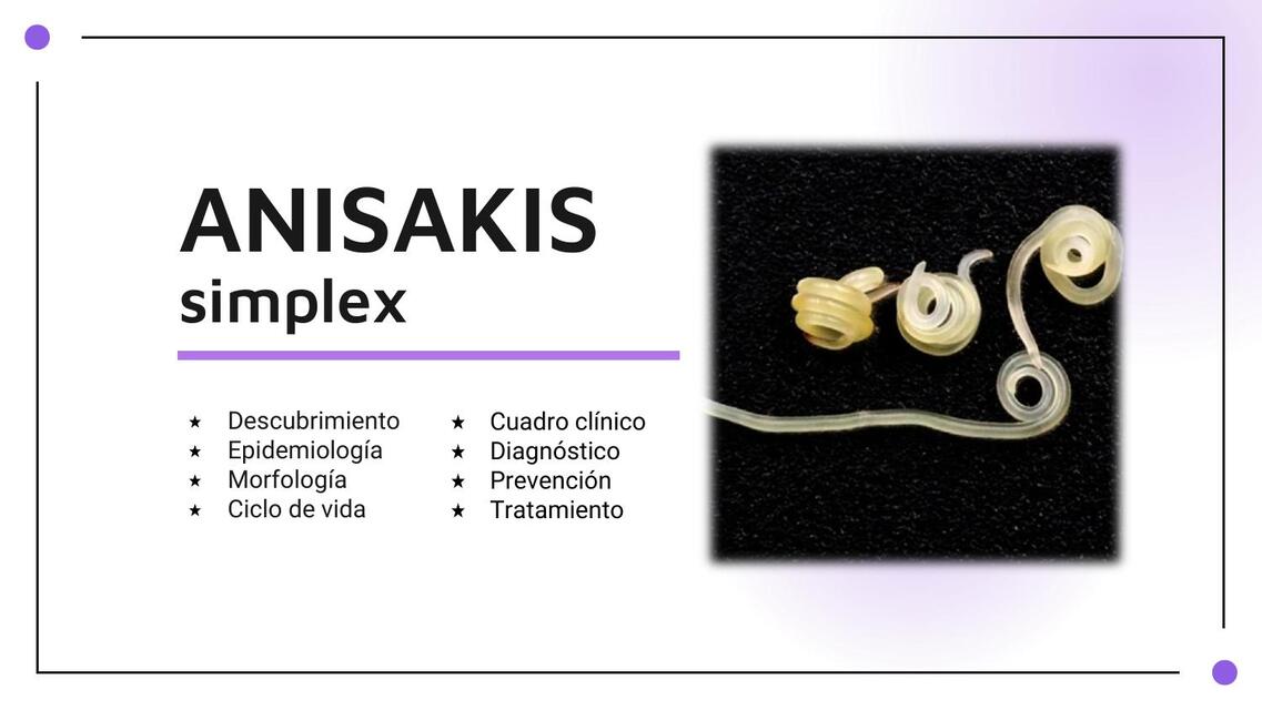 Anisakis simplex