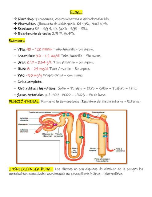 Renal 