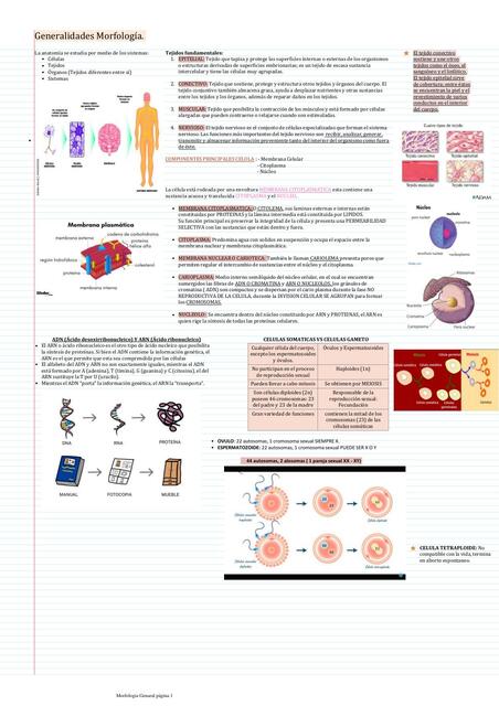 Generalidades Morfología