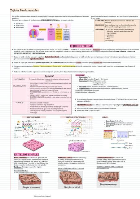 Tejidos Fundamentales