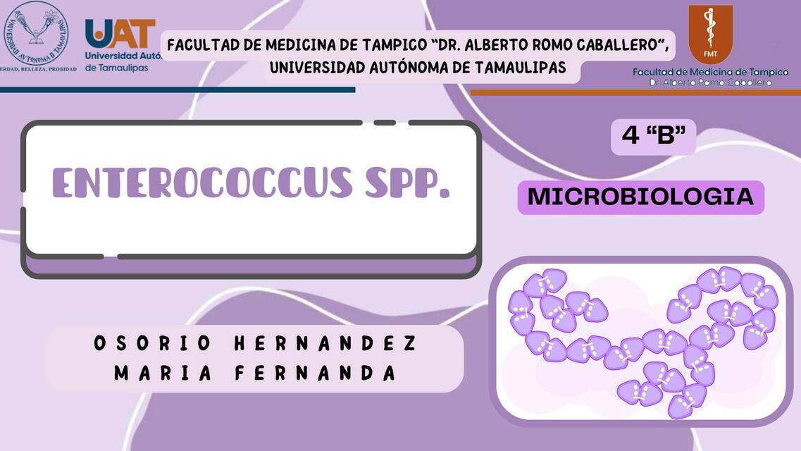 Enterococcus Spp. 