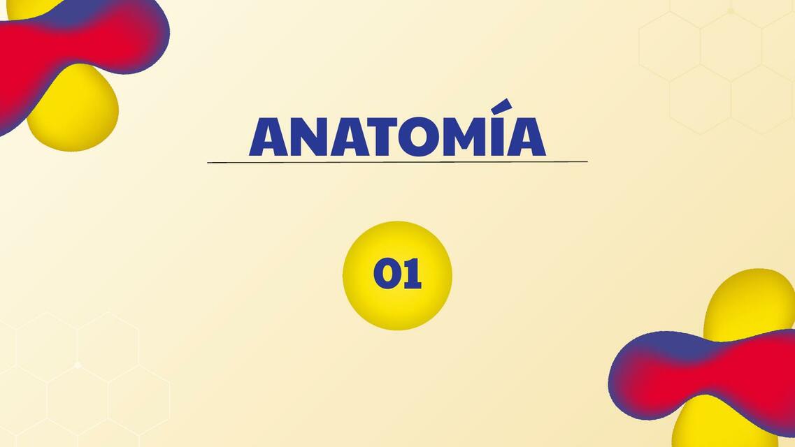 Nefrourología - Anatomia y Anamnesis