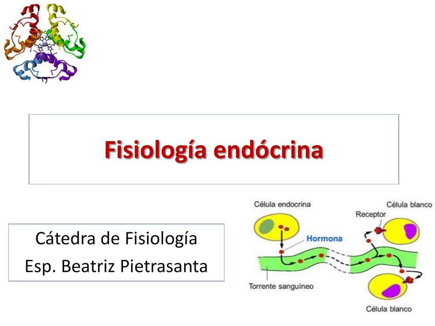 Fisiología endócrina 