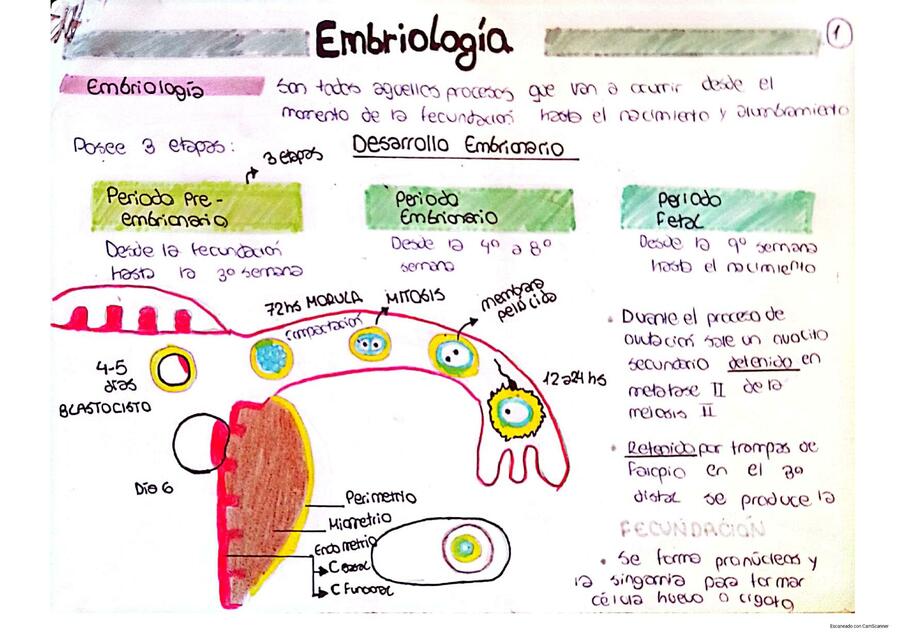 Embriología