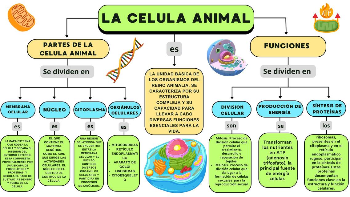 Gráfica de Mapa Conceptual Simple Rosa y Azul