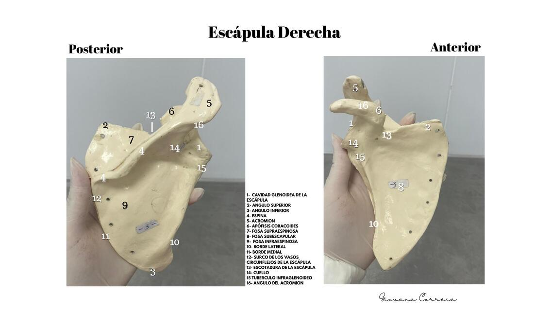 Escápula derecha 