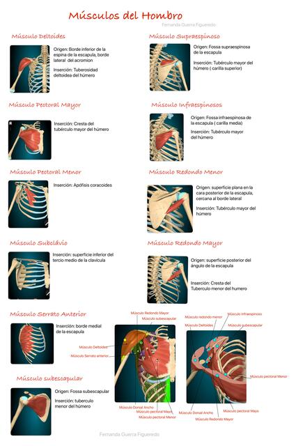 Músculos del Hombro 