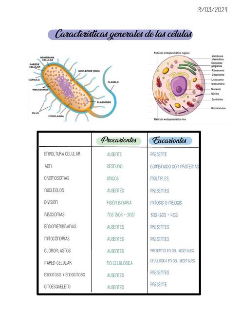 Características generales de las células procariontes y eucariontes 