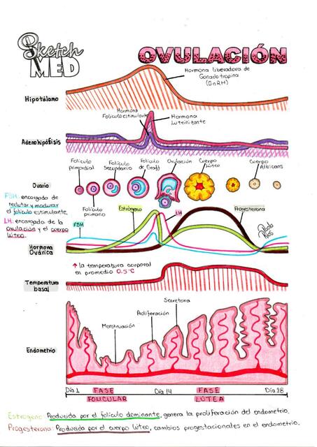 Ciclo Menstrual