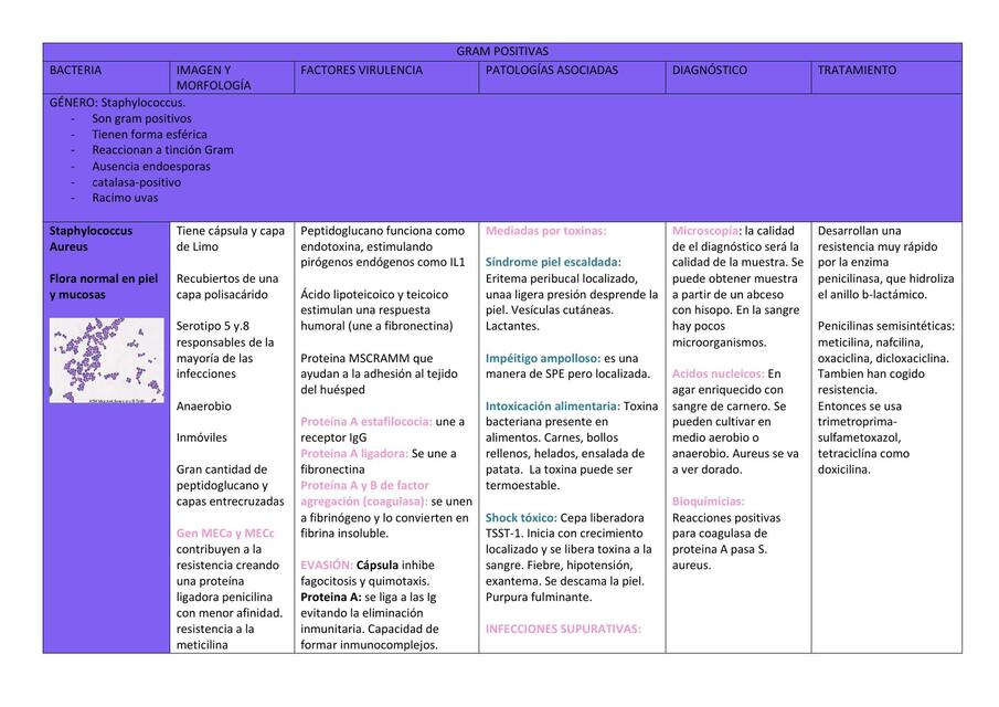 Bacterias Microbiología  