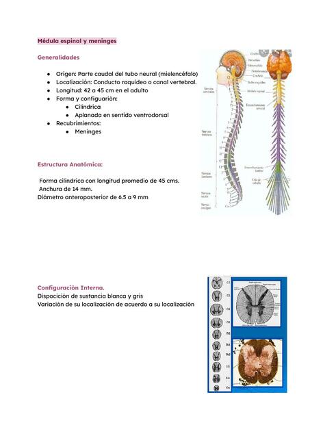 Médula Espinal y Meninges