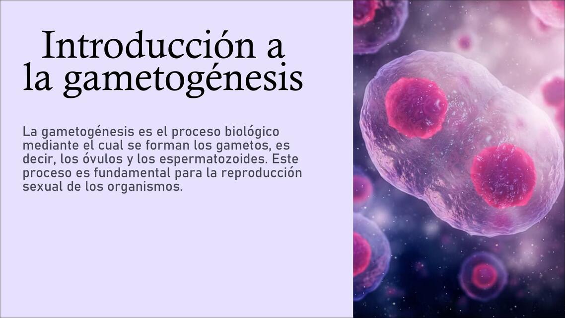 Introducción a la gametogénesis 